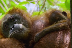 Secret Lives of Orangutans