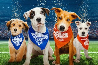 The Puppy Bowl